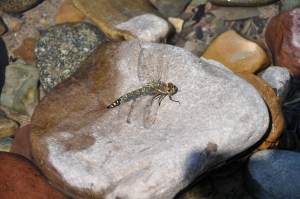 Dragonfly at McDonald Lake