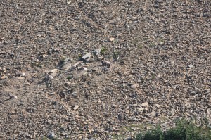 Big Horn Sheep at Logan's Pass