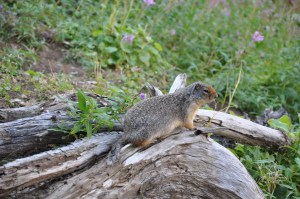 Columbian Ground Squirrel on the trail to Hidden Lake
