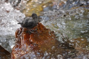American Dipper at the base of Baring Falls