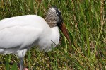 Woodstork