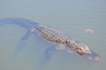 Alligator - Chillin in the Everglades