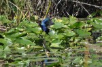 Walking, running and flying atop the lily pads