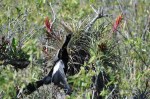 Male Anhinga